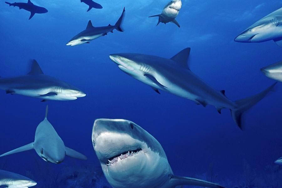 Sụn vi cá mập có tác dụng gì?