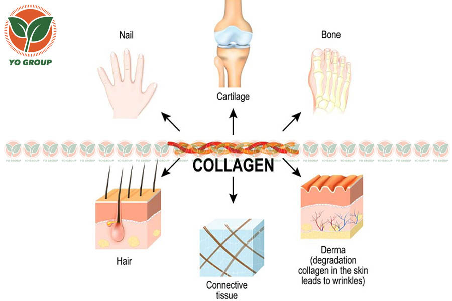 Những Lưu Ý Phải Biết Khi Dùng Collagen Dạng Nước Nhật Bản