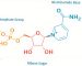 Cấu-trúc-hoá-học-của-Nicotinamide-mononucleotide-1024x555